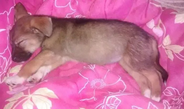Cachorro ra a Vira lata idade 2 a 6 meses nome Mel