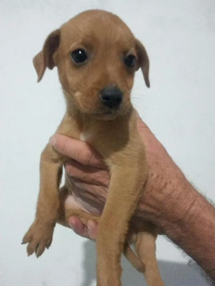 Cachorro ra a Vira-Lata idade Abaixo de 2 meses nome Sem Nome