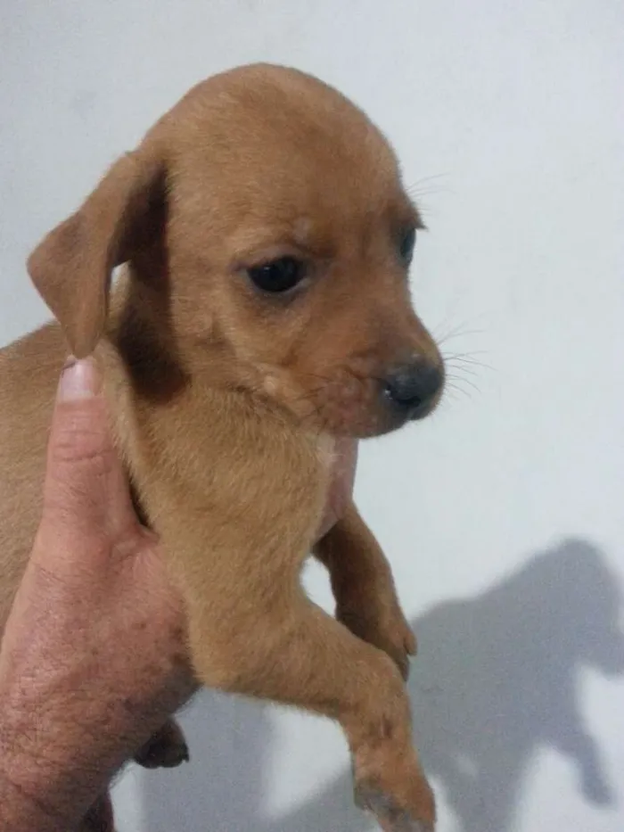 Cachorro ra a Vira-Lata idade Abaixo de 2 meses nome Sem Nome