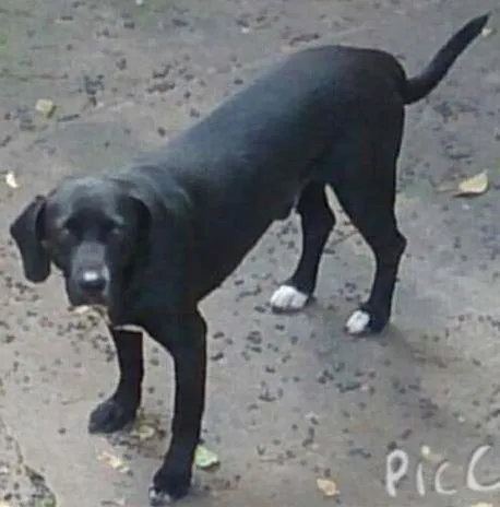 Cachorro ra a  idade  nome Não tem