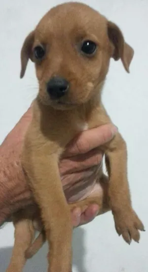Cachorro raça Vira-Lata idade Abaixo de 2 meses nome Sem Nome