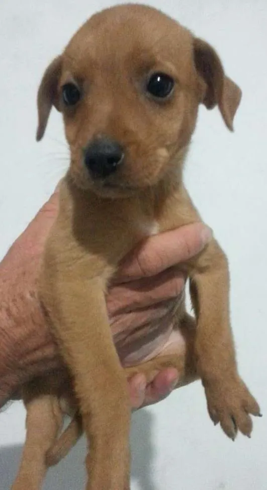 Cachorro ra a Vira-Lata idade Abaixo de 2 meses nome Sem Nome