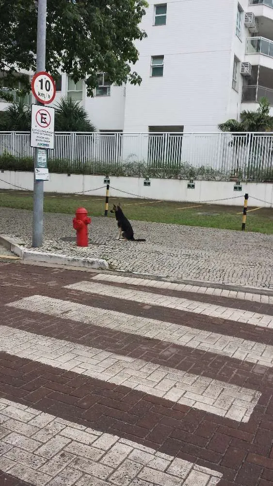 Cachorro ra a mestiço idade 2 anos nome sem nome