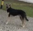 Cachorro raça mestiço idade 2 anos nome sem nome
