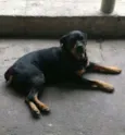 Brahma