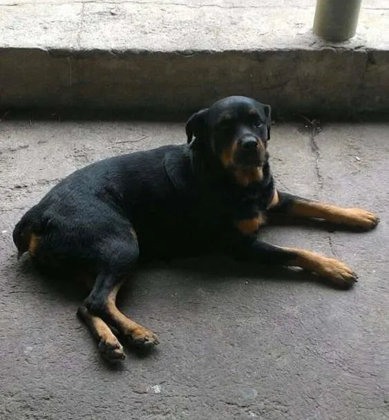 Cachorro raça Rottweiler idade 4 anos nome Brahma