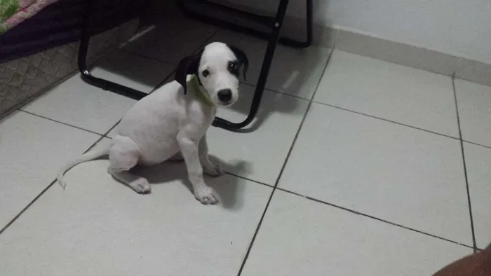 Cachorro ra a SRD idade Abaixo de 2 meses nome VITINHA