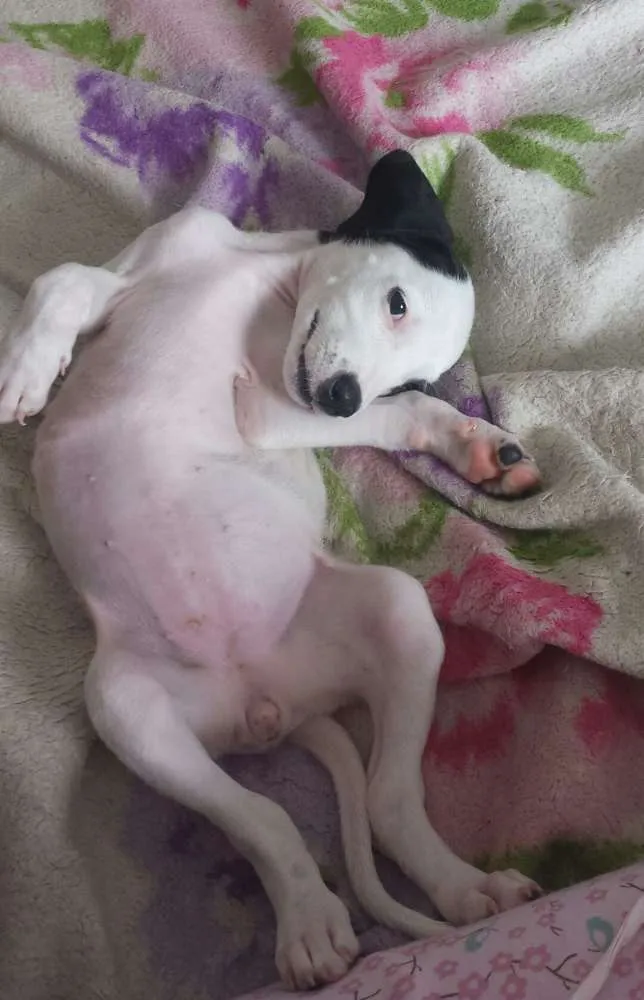 Cachorro ra a SRD idade Abaixo de 2 meses nome VITINHA