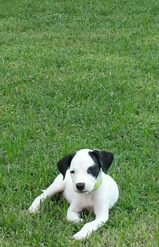 Cachorro ra a SRD idade Abaixo de 2 meses nome VITINHA