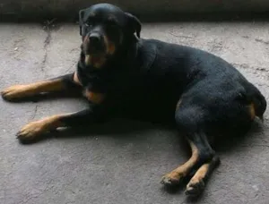 Cachorro raça Rottweiler idade 4 anos nome Brahma