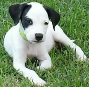 Cachorro raça SRD idade Abaixo de 2 meses nome VITINHA