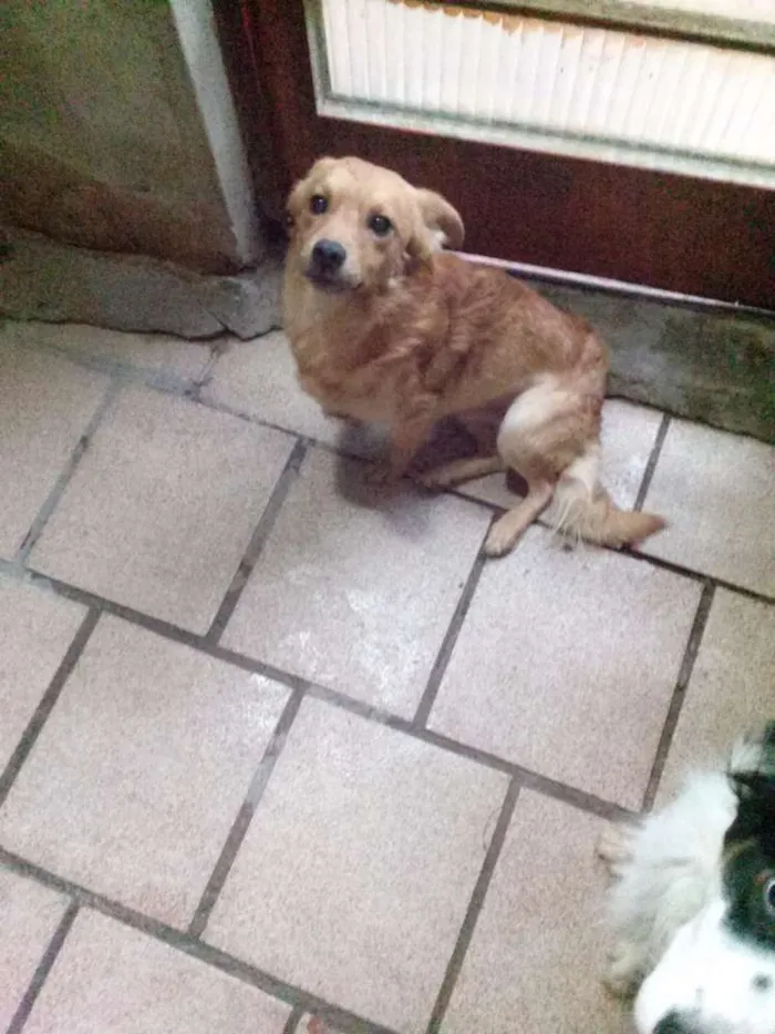 Cachorro ra a SRD idade 1 ano nome Frederico