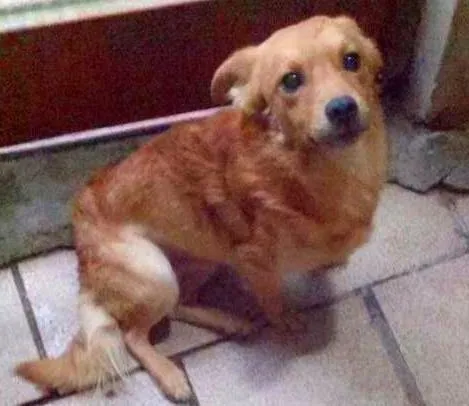 Cachorro ra a SRD idade 1 ano nome Frederico