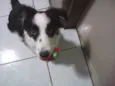 Theodoro