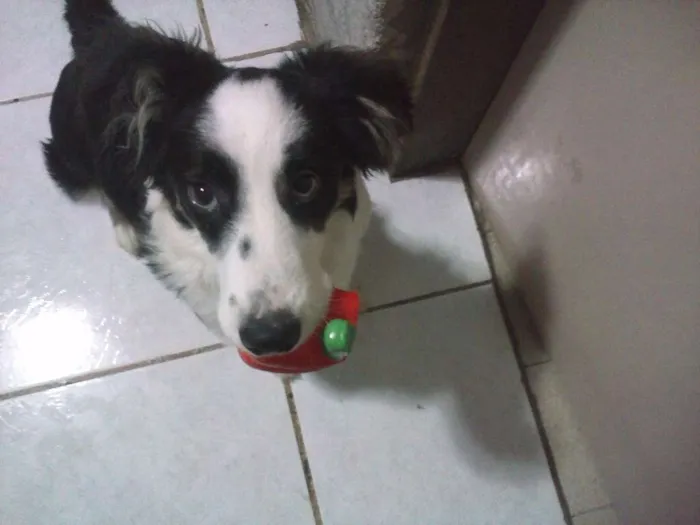 Cachorro ra a SRD idade 2 anos nome Theodoro
