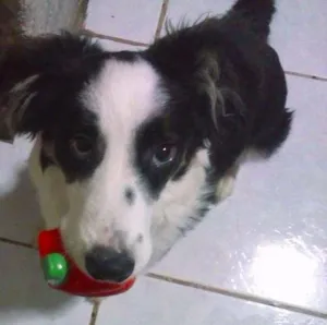 Cachorro raça SRD idade 2 anos nome Theodoro