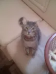 Senninha