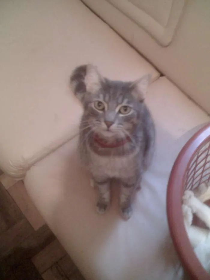 Gato ra a SRD idade 5 anos nome Senninha