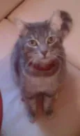 Senninha