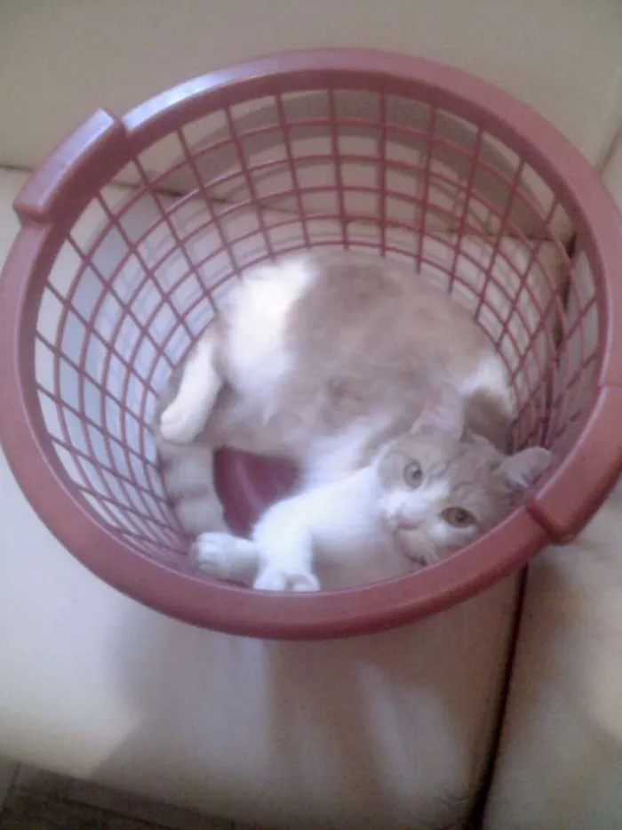 Gato ra a SRD idade 5 anos nome Jaiminho