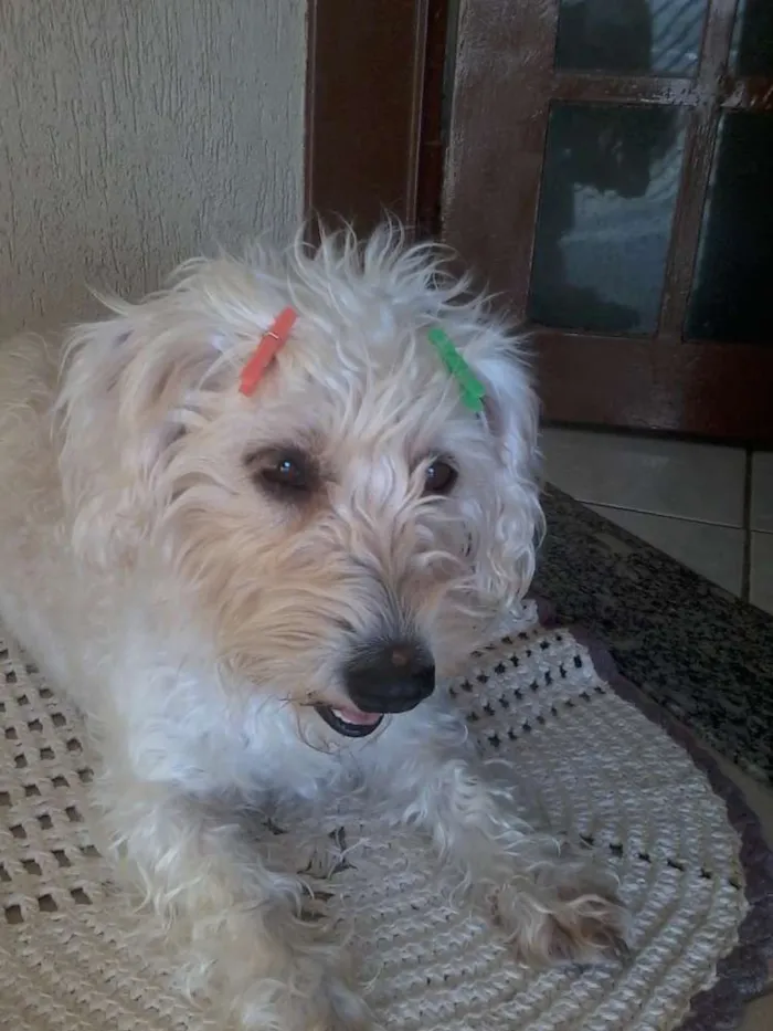 Cachorro ra a Poodle idade 2 a 6 meses nome Princesa