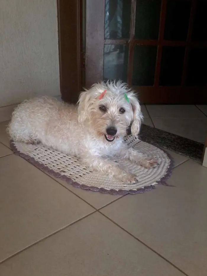 Cachorro ra a Poodle idade 2 a 6 meses nome Princesa