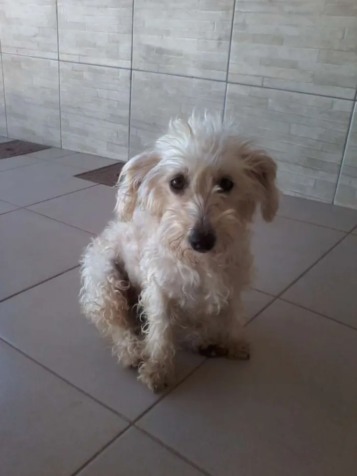 Cachorro ra a Poodle idade 2 a 6 meses nome Princesa