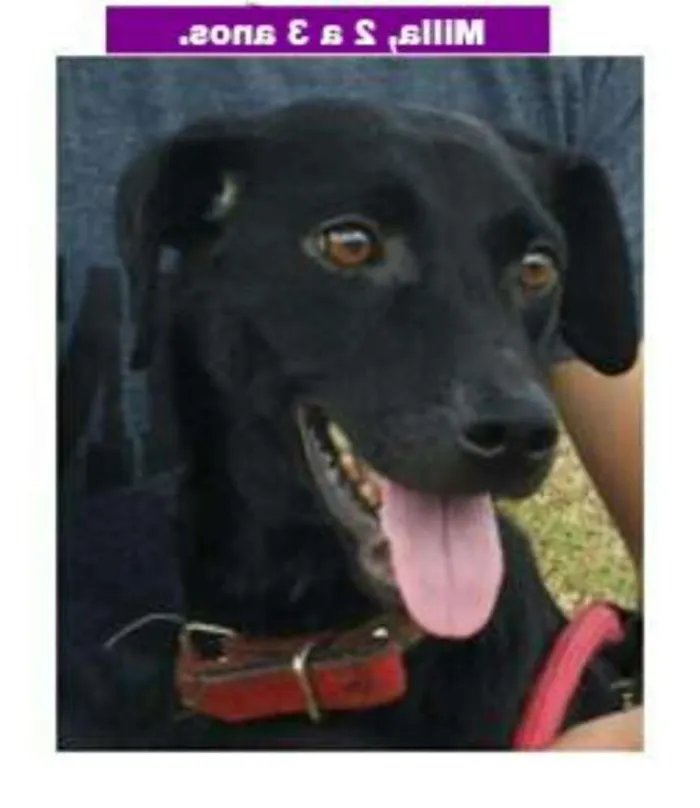 Cachorro ra a SRD idade 1 ano nome MILLA