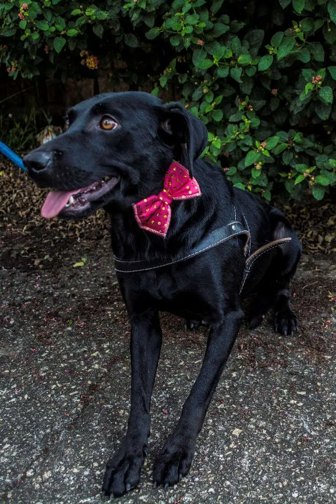 Cachorro ra a SRD idade 1 ano nome MILLA
