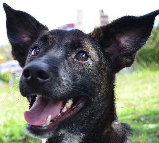 Cachorro ra a SRD idade 2 anos nome BADOCK