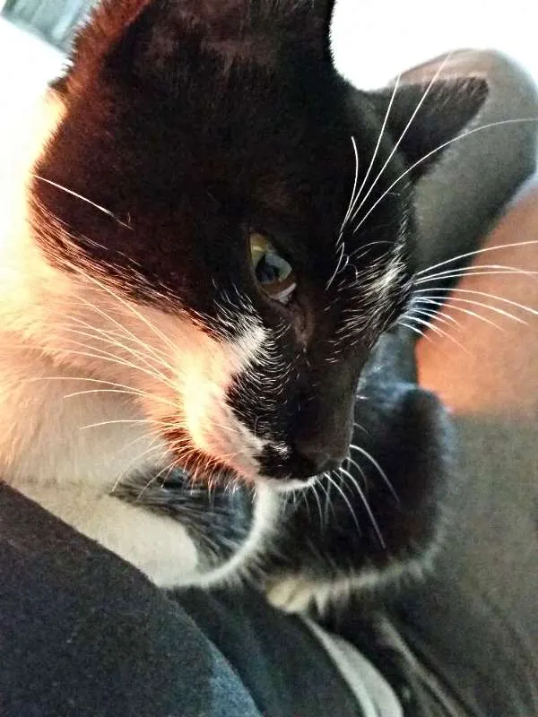 Gato ra a SRD idade 2 a 6 meses nome Vida