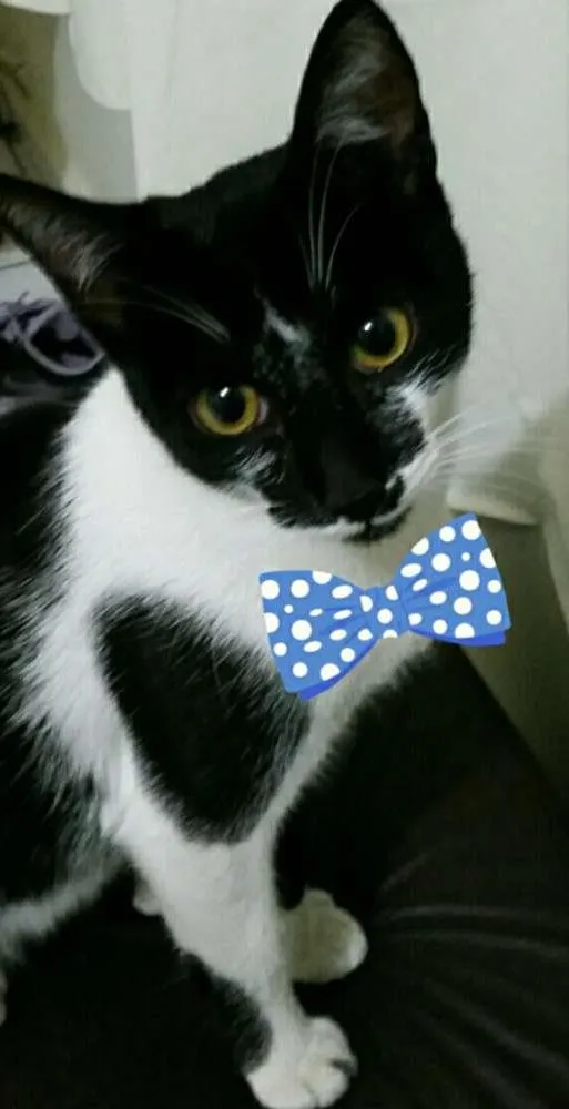 Gato ra a SRD idade 2 a 6 meses nome Vida