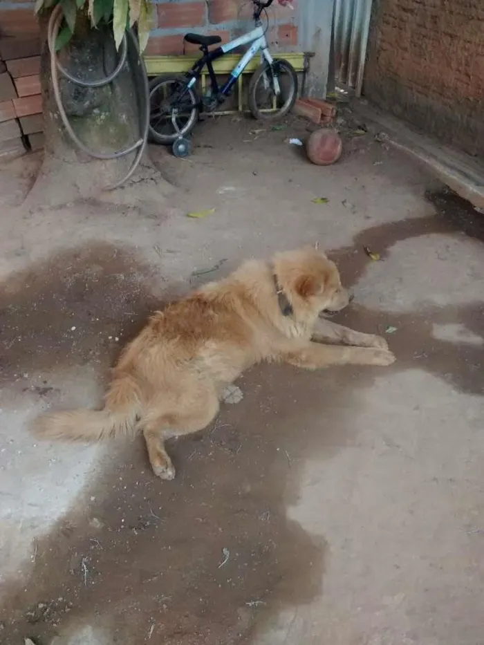 Cachorro ra a Chow Chow idade 1 ano nome Gildà