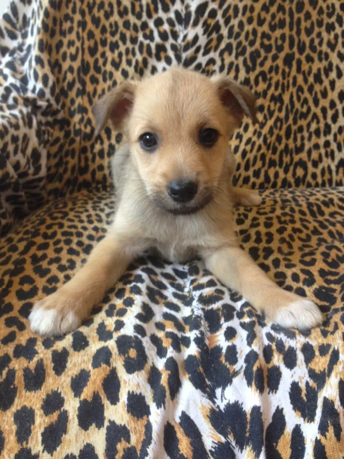 Cachorro ra a Raça Não definida idade Abaixo de 2 meses nome Não tem 