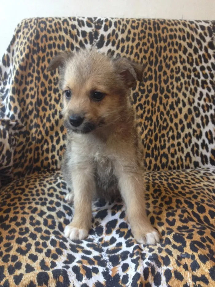 Cachorro ra a Raça Não definida idade Abaixo de 2 meses nome Não tem 