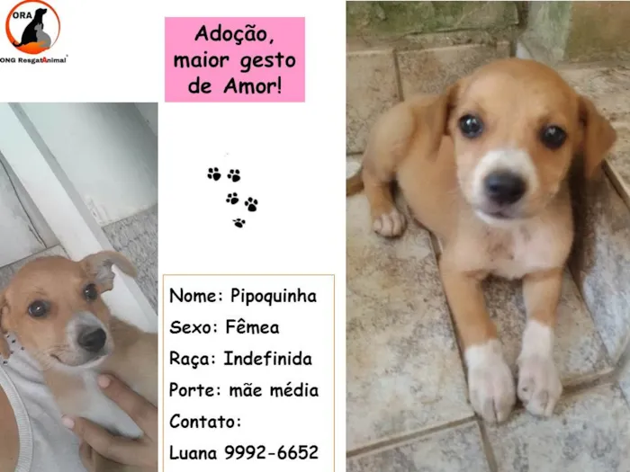 Cachorro ra a Indefinida idade  nome Pipoquinha