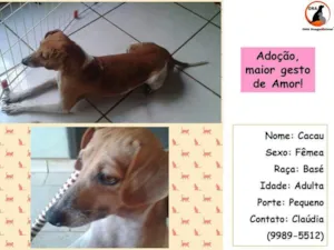 Cachorro raça  idade  nome Cacau