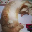 Romeu
