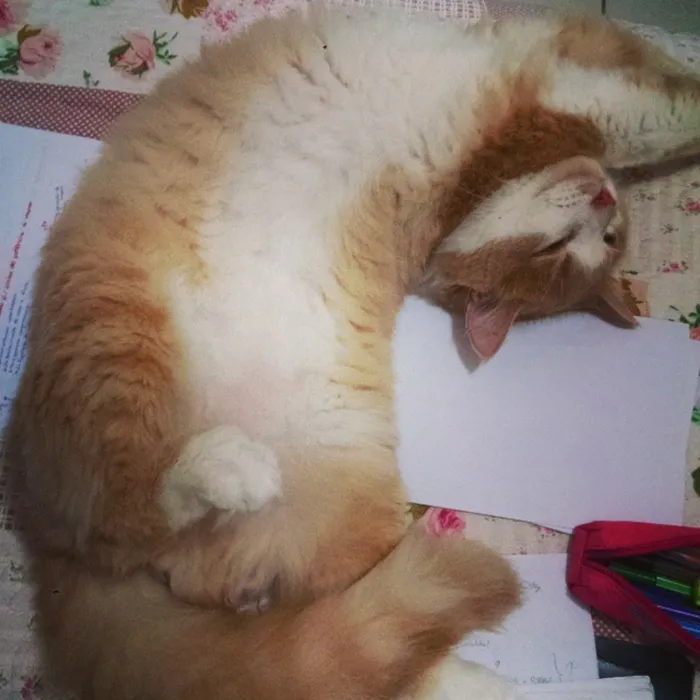 Gato ra a Peludo como um persa, mas achamos na rua idade 2 anos nome Romeu