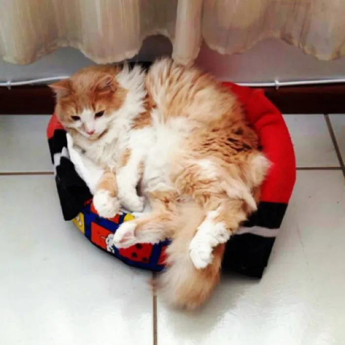 Gato ra a Peludo como um persa, mas achamos na rua idade 2 anos nome Romeu