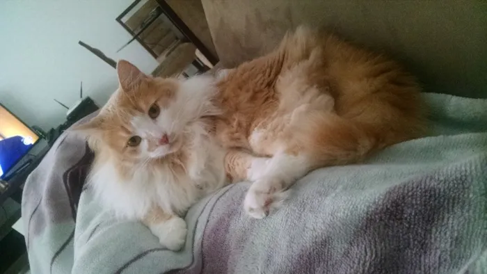 Gato ra a Peludo como um persa, mas achamos na rua idade 2 anos nome Romeu