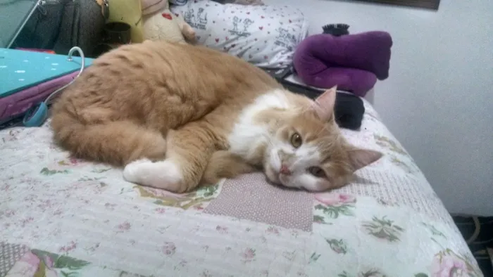 Gato ra a Peludo como um persa, mas achamos na rua idade 2 anos nome Romeu