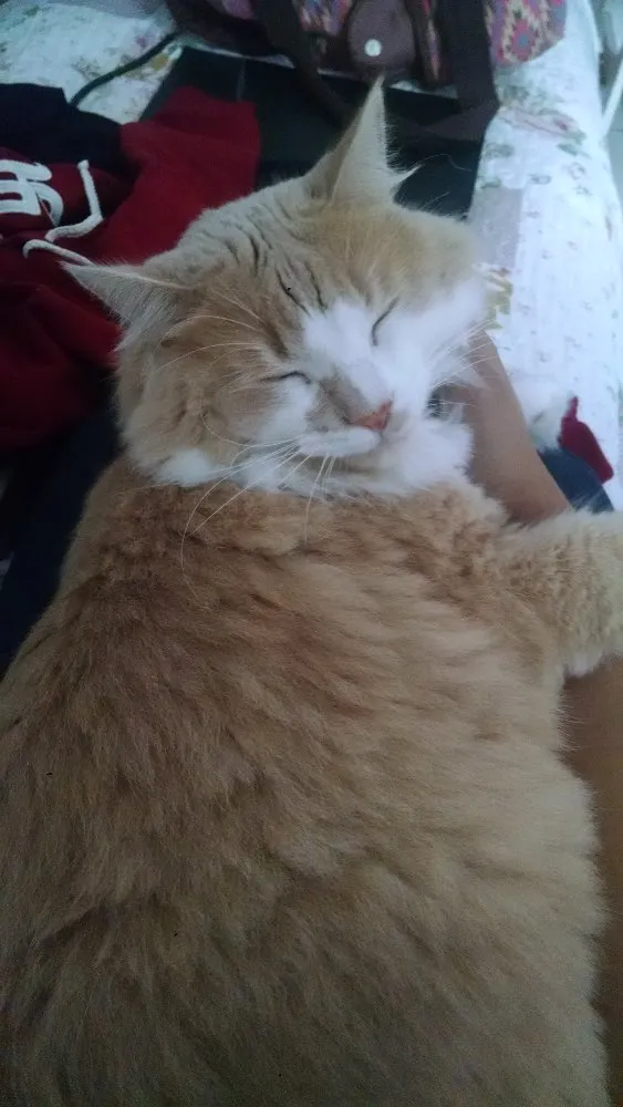 Gato ra a Peludo como um persa, mas achamos na rua idade 2 anos nome Romeu