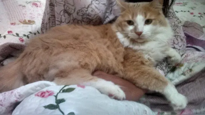 Gato ra a Peludo como um persa, mas achamos na rua idade 2 anos nome Romeu
