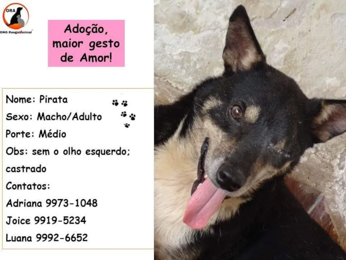 Cachorro ra a  idade  nome Pirata