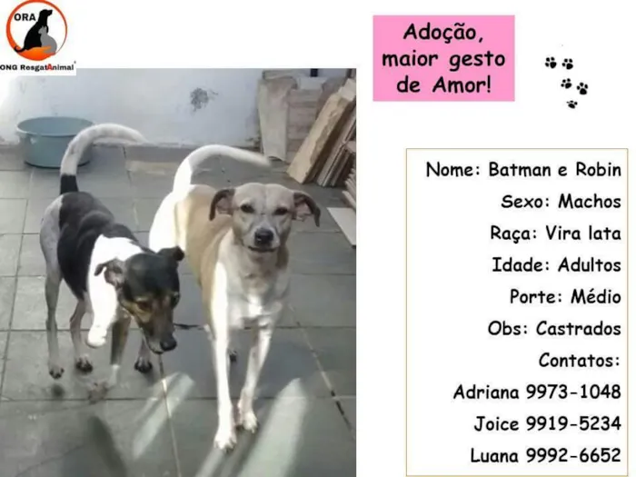 Cachorro ra a  idade  nome Batman e Rubin