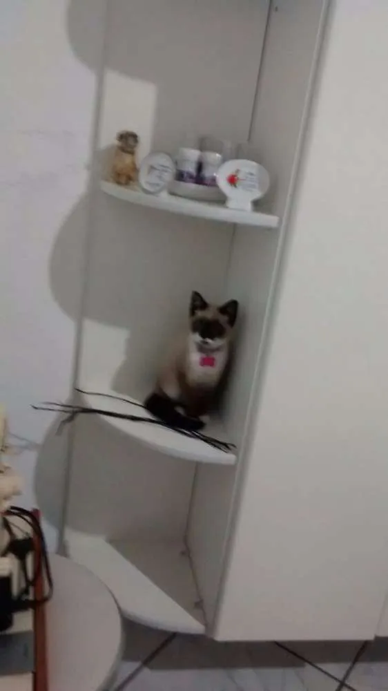 Gato ra a SDR idade 2 a 6 meses nome Valentina