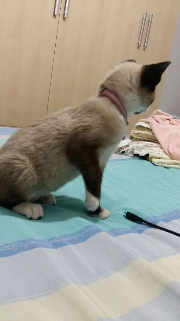 Gato ra a SDR idade 2 a 6 meses nome Valentina