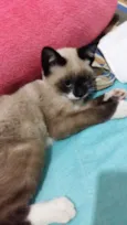 Valentina