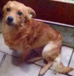 Cachorro raça SRD idade 1 ano nome Frederico